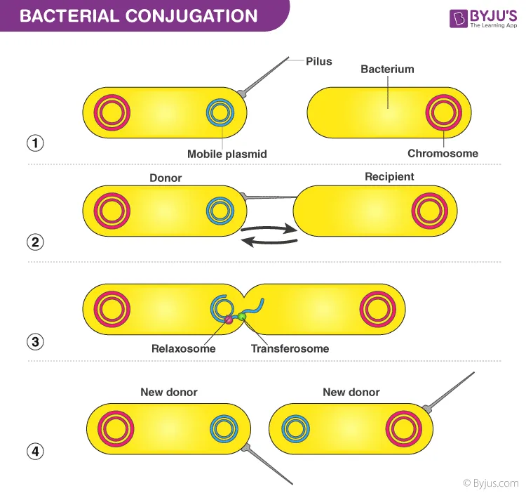 Conjugation